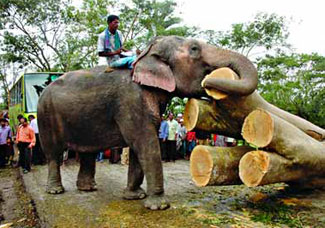 elephant-sidr