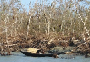 sundarban
