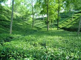 Tea Garden in Sylhet