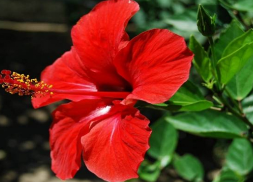 Flowers of Bangladesh with different colors & smells