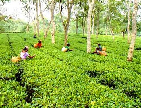 Tea Gardens in Bangladesh Beautiful sylhet tea gardent