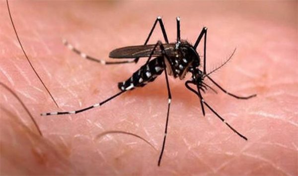 What is Chikungunya Virus? Symptoms, Vaccine, Treatment